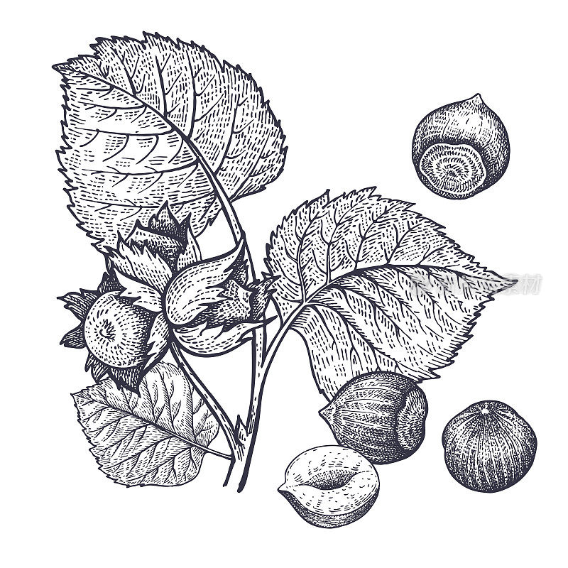 Hazelnuts nuts vintage engraving.